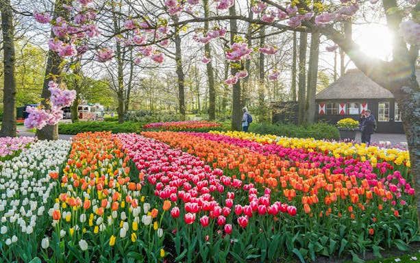 Tulip fields in Keukenhof Gardens with visitors and blooming trees.