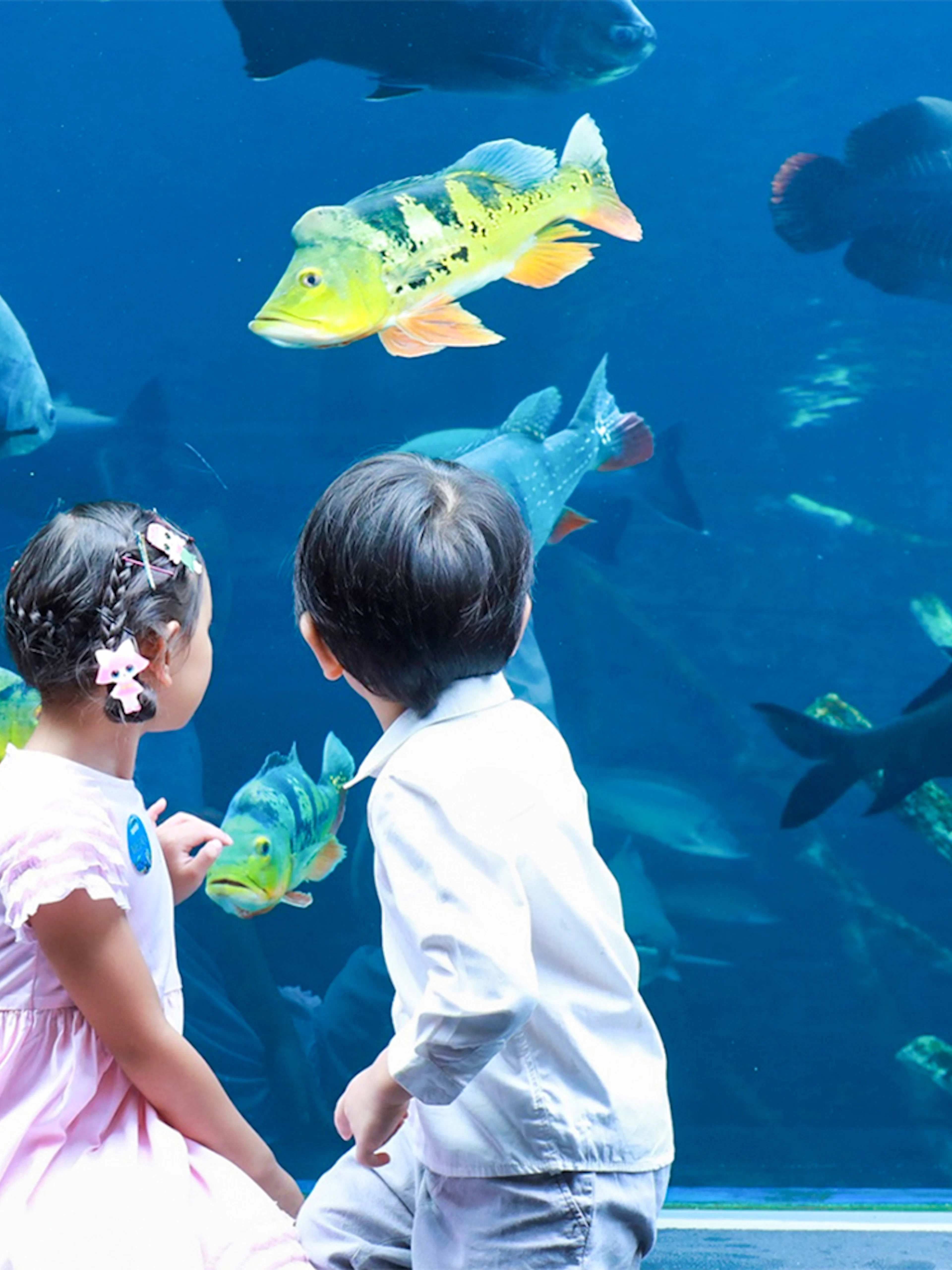 Children observing fish at Aquaria Phuket aquarium exhibit.