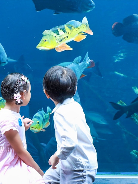 Children observing fish at Aquaria Phuket aquarium exhibit.
