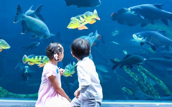 Children observing fish at Aquaria Phuket aquarium exhibit.