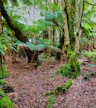 Parque Fern Tree