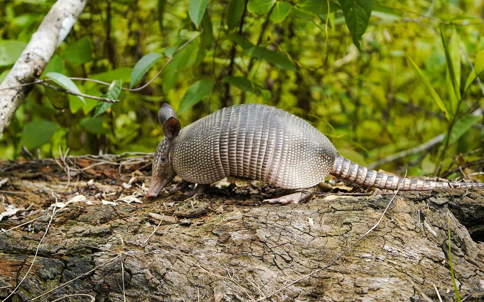 Nine-banded armadillo walking on a log in a forest setting.