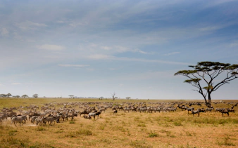 da arusha: safari “big five” in campeggio nel serengeti e nel cratere di ngorongoro, con partecipazione di gruppo-3