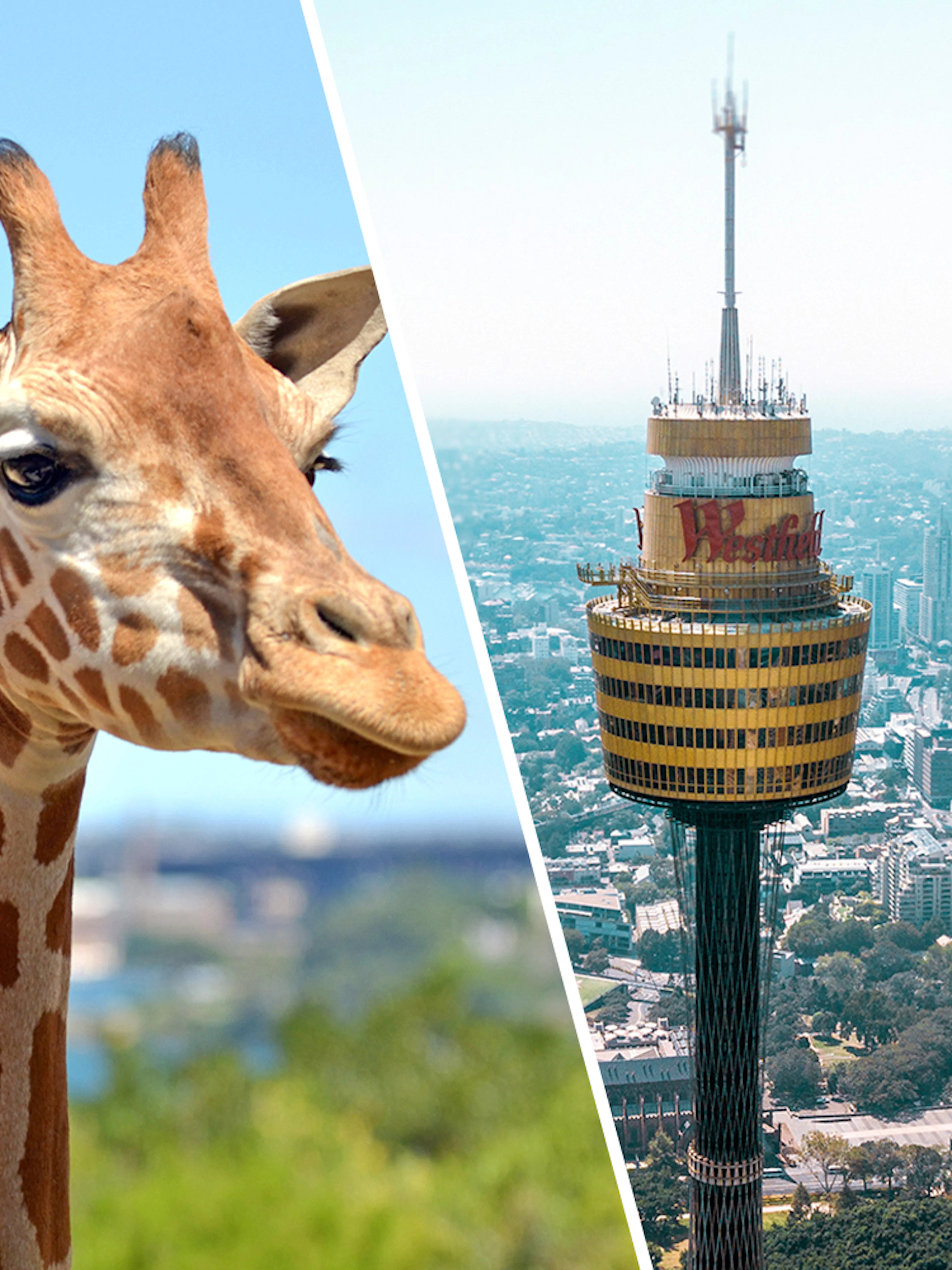 Giraffe at Taronga Zoo with Sydney Tower Eye in the background.