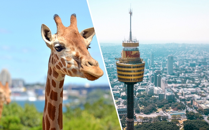 Giraffe at Taronga Zoo with Sydney Tower Eye in the background.