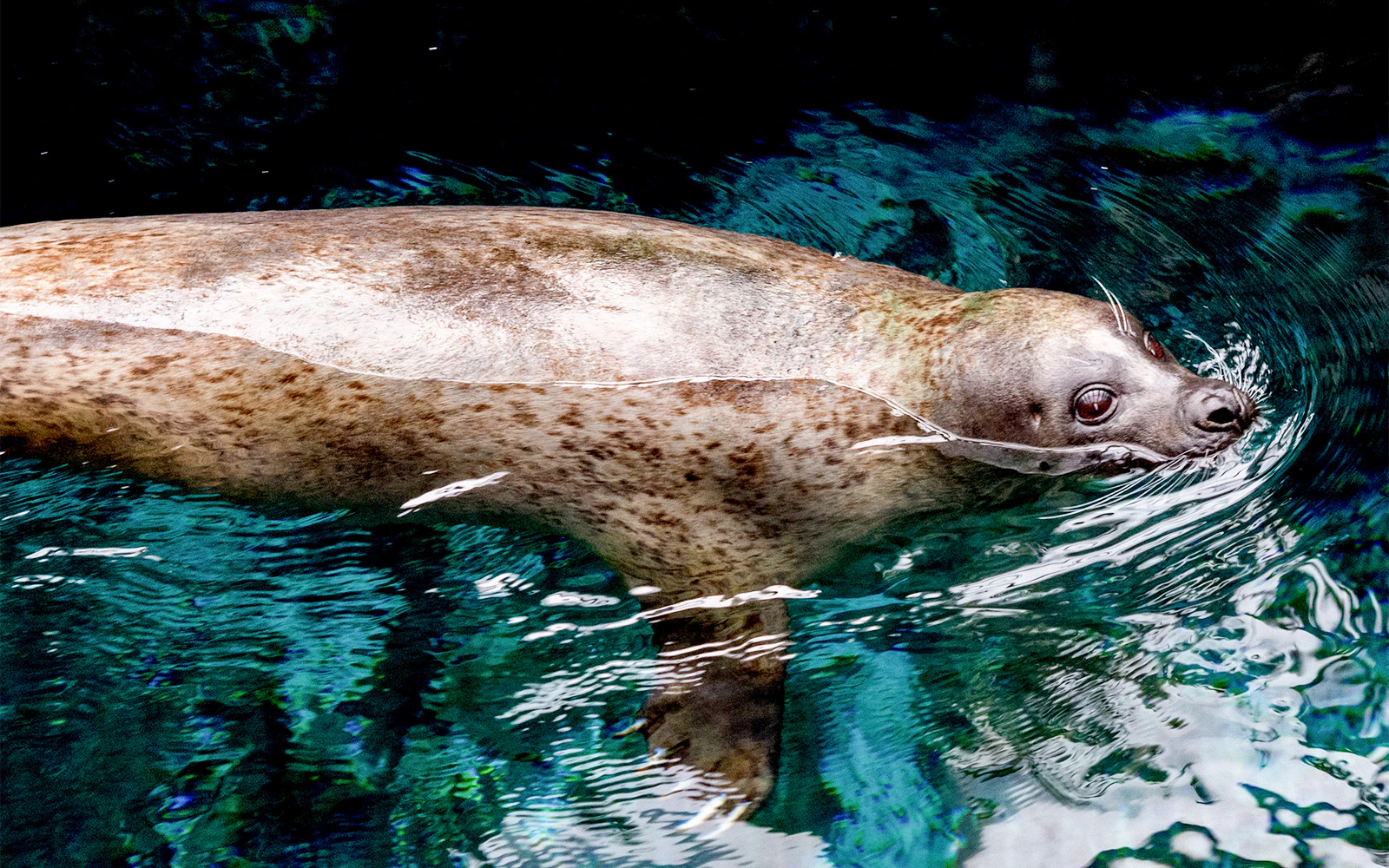 Baby monk seal swimming in an open aquarium.