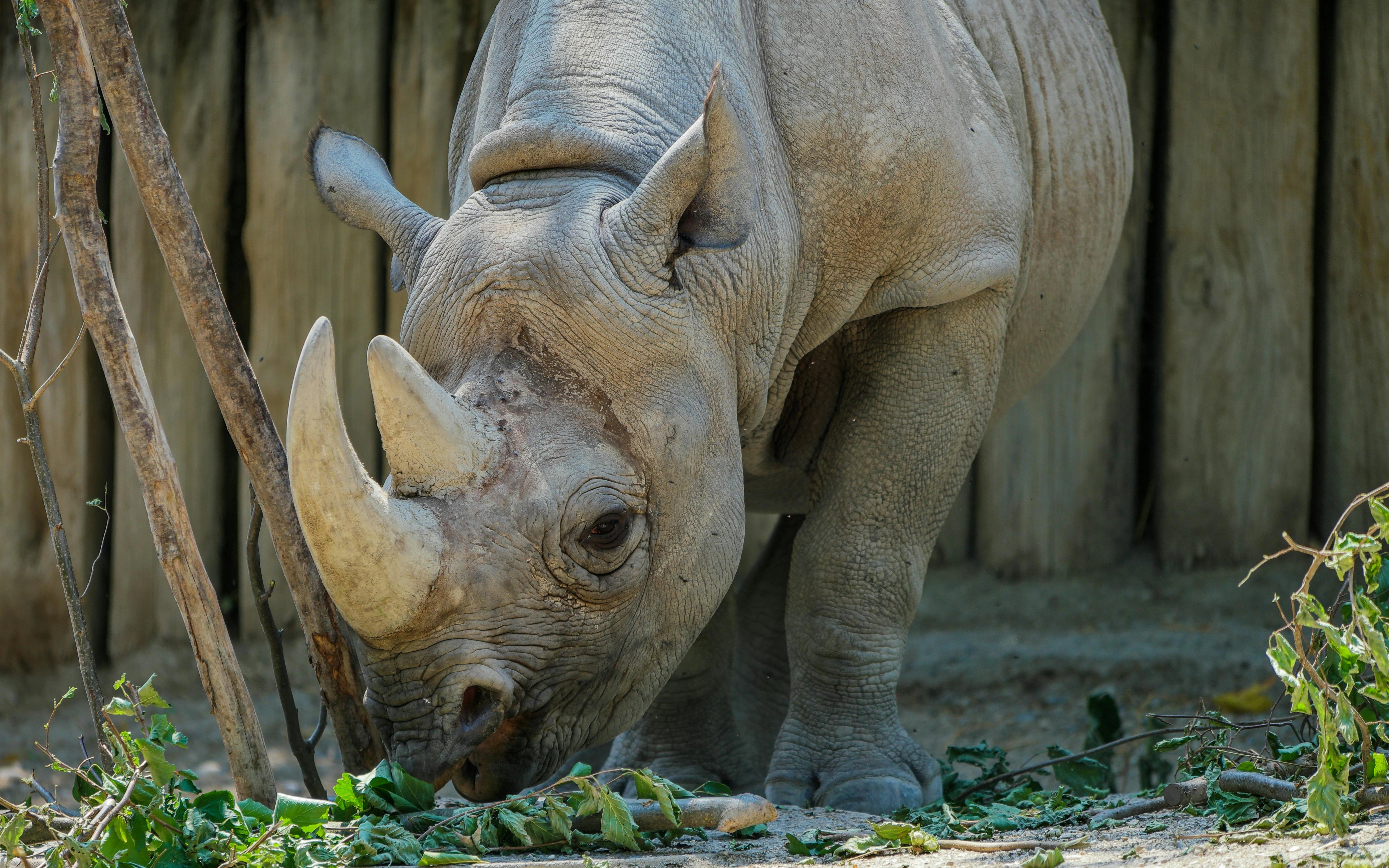 Quiet corner at Zoo Zürich highlighting intimate animal views