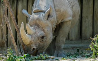 Rhino eating leaves at Zurich Zoo enclosure.