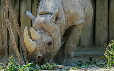 Rhino eating leaves at Zurich Zoo enclosure.
