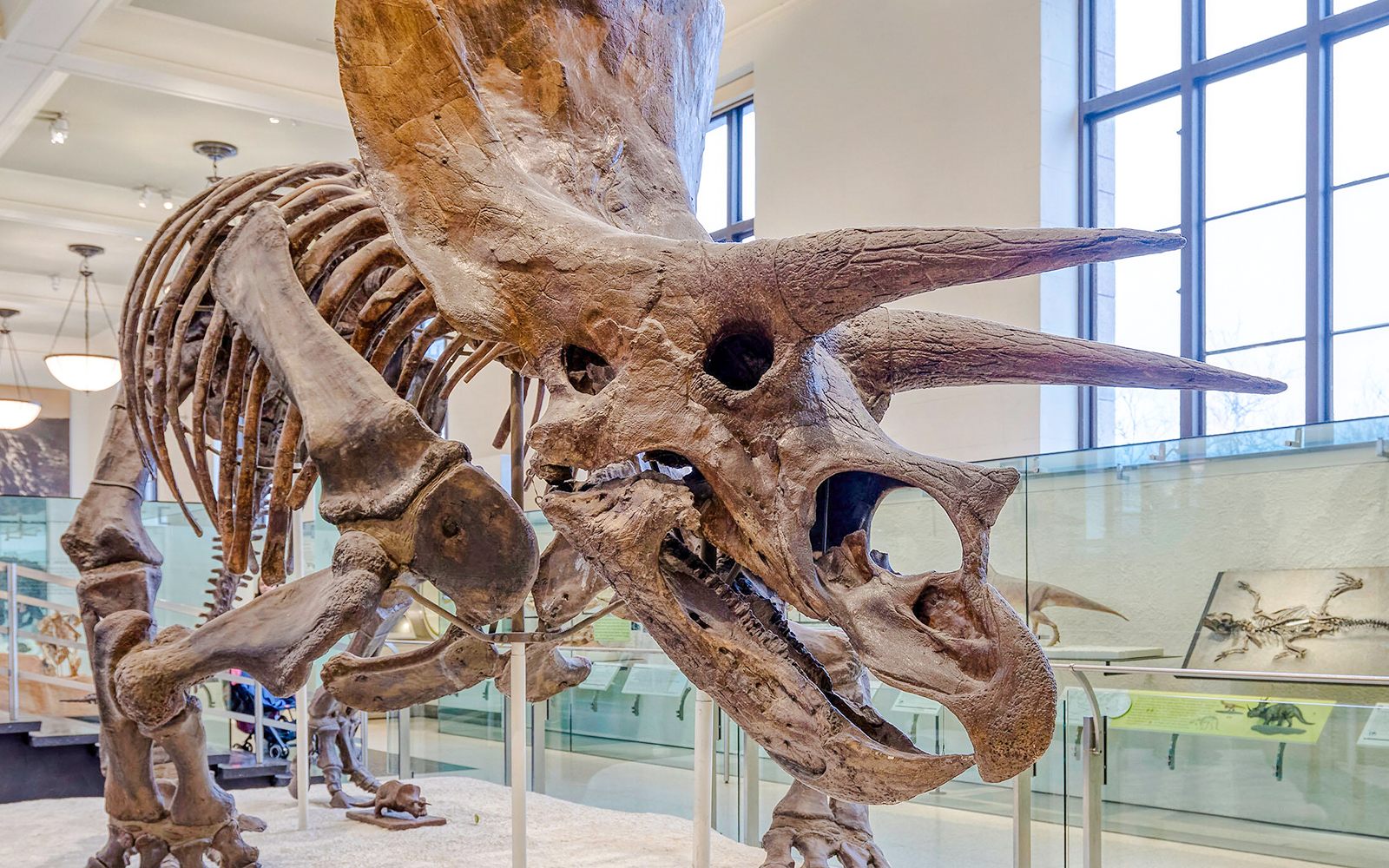 Hall of Ornithischian Dinosaurs exhibit at the American Museum of Natural History, featuring dinosaur skeletons.