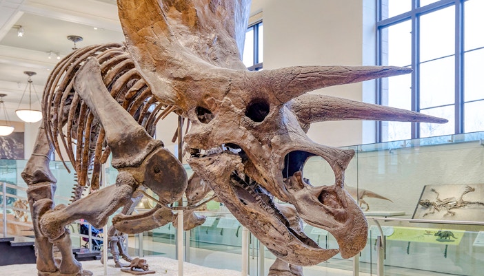 Hall of Ornithischian Dinosaurs exhibit at the American Museum of Natural History, featuring dinosaur skeletons.