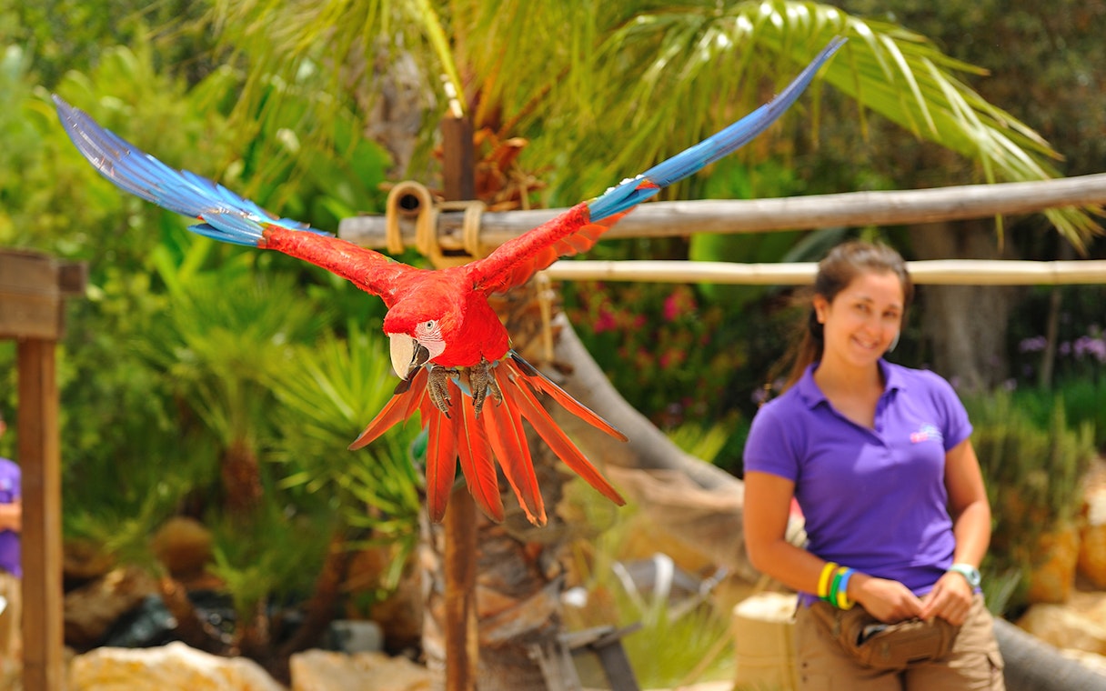 Parrot flying at Zoomarine Portugal with trainer in background.
