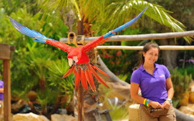 Parrot flying at Zoomarine Portugal with trainer in background.