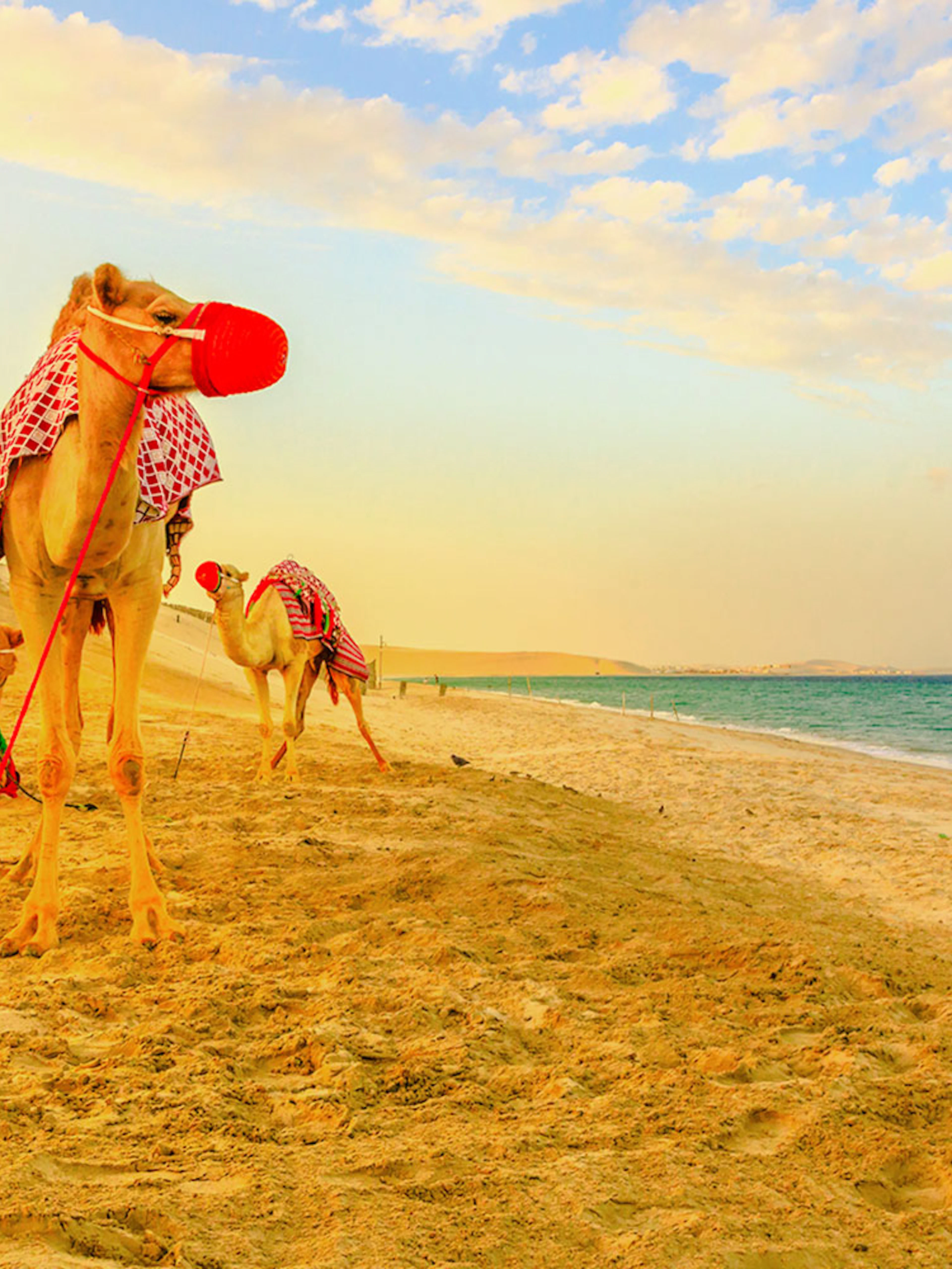 Three camels on the sandy beach at Khor al Udaid, Qatar, near the sea.