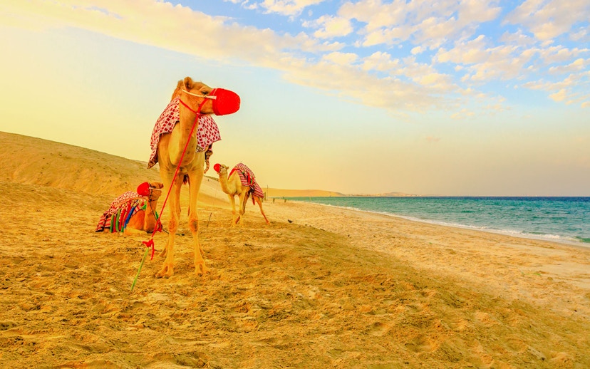 Three camels on the sandy beach at Khor al Udaid, Qatar, near the sea.