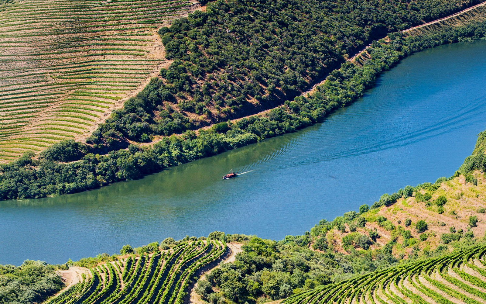 Vineyards along the Douro River in Tua region with an old railway track visible.
