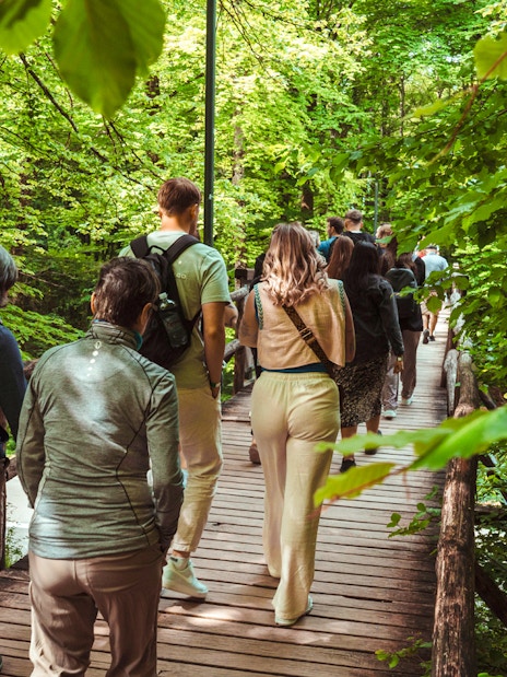 Group walking on a wooden path through a lush green forest.