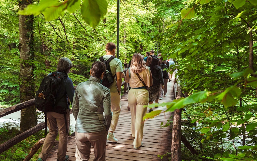 Group walking on a wooden path through a lush green forest.