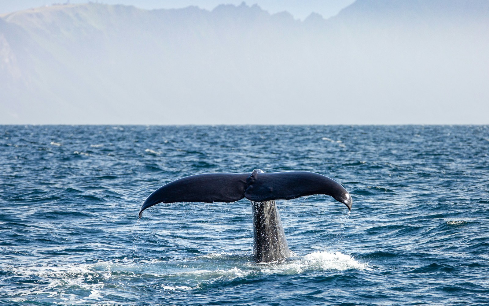 Sperm whale diving in the waters off Kaikoura, New Zealand.