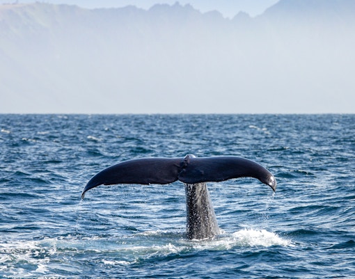 View of the whale in Iceland