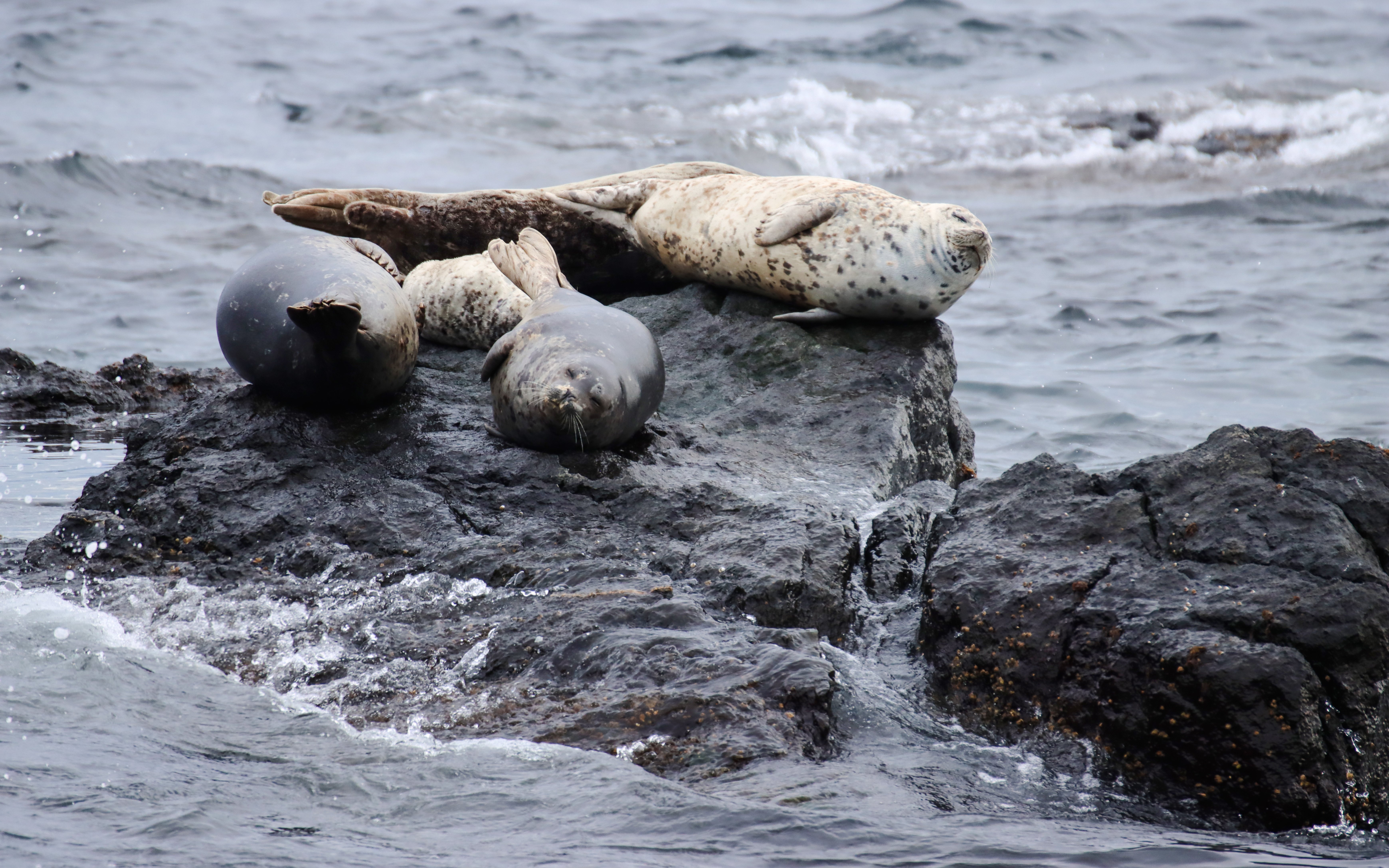 Harbour seals resting on rocks during Vancouver Whale Watching Tour.