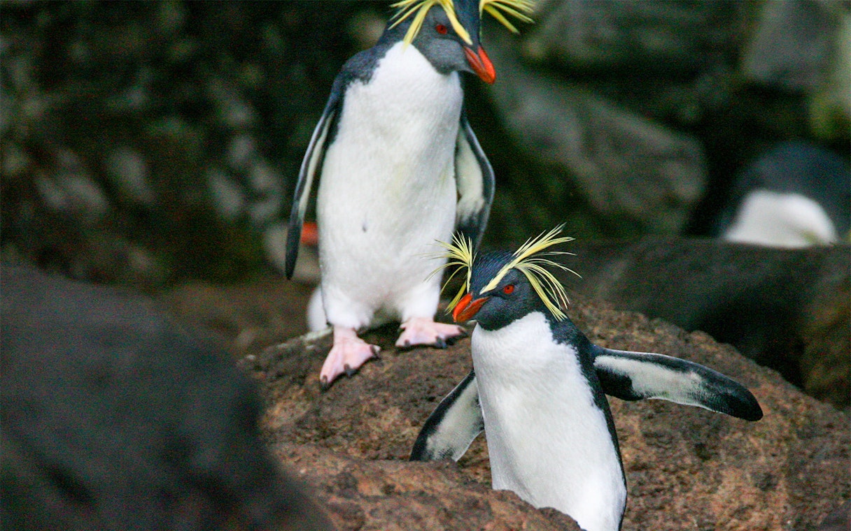 Penguins at Langkawi Underwater World Sub-Antarctic Exhibit.