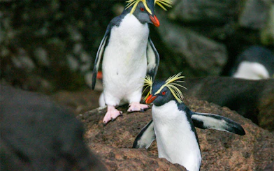 Penguins at Langkawi Underwater World Sub-Antarctic Exhibit.