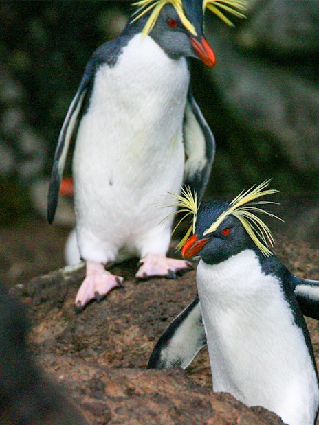 Penguins at Langkawi Underwater World Sub-Antarctic Exhibit.
