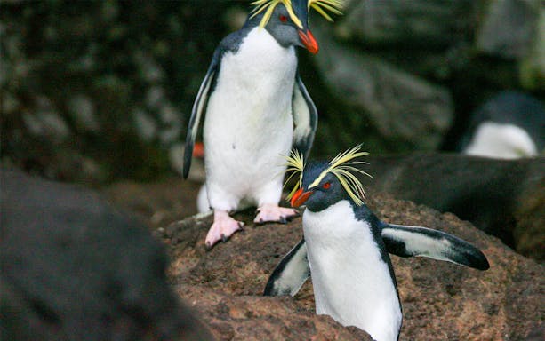 Penguins at Langkawi Underwater World Sub-Antarctic Exhibit.
