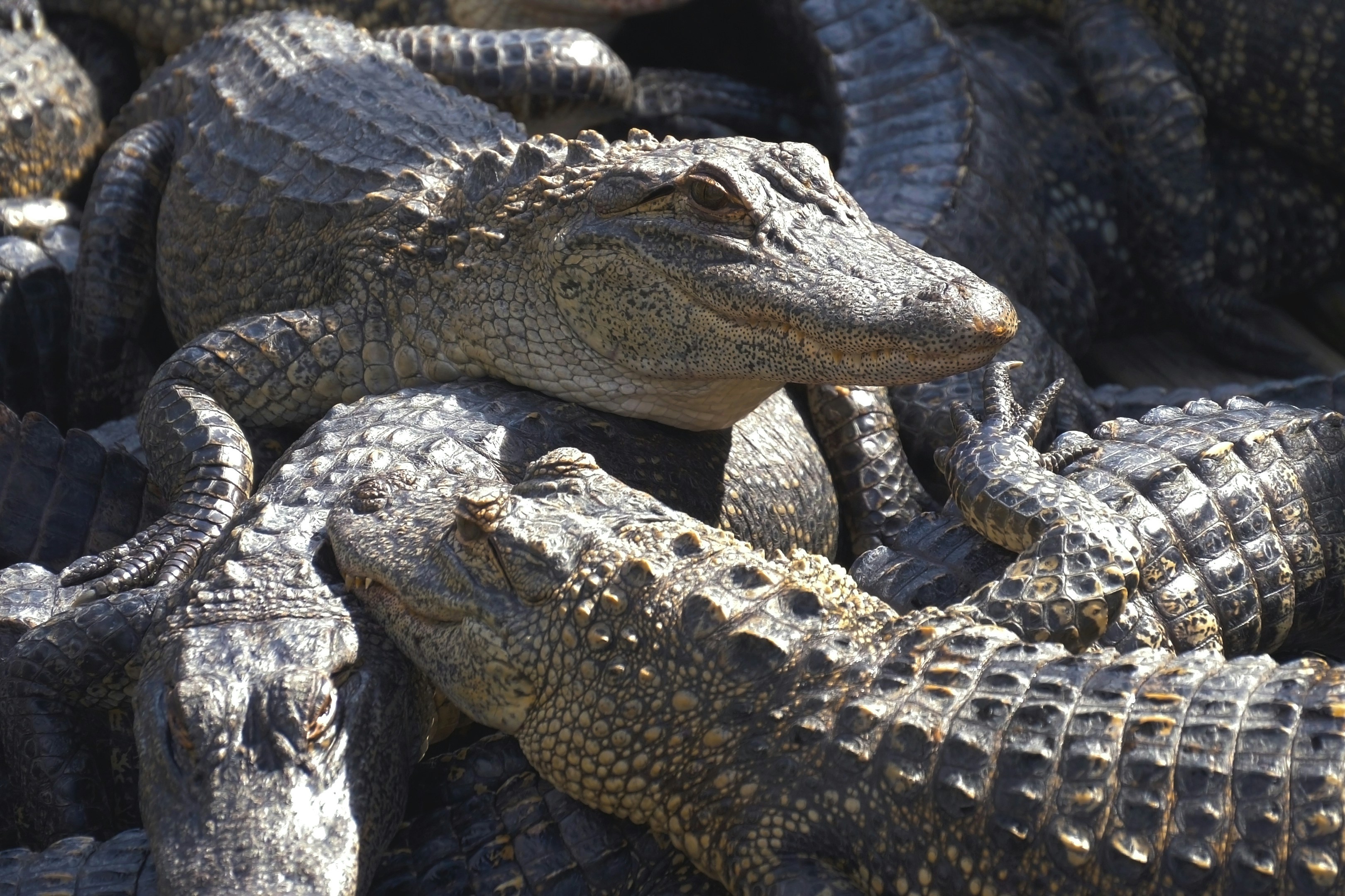 Alligators crouch along one another in Gatorland