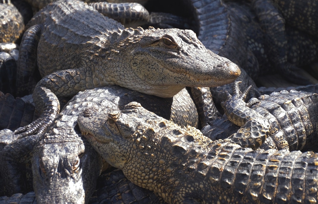Alligator Breeding Marsh