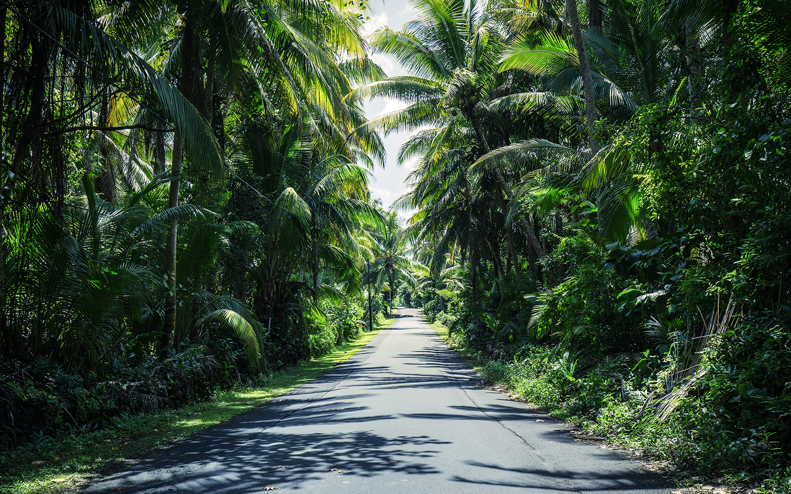 Palmtrees lining the road to Hana on Maui Island, Hawaii.