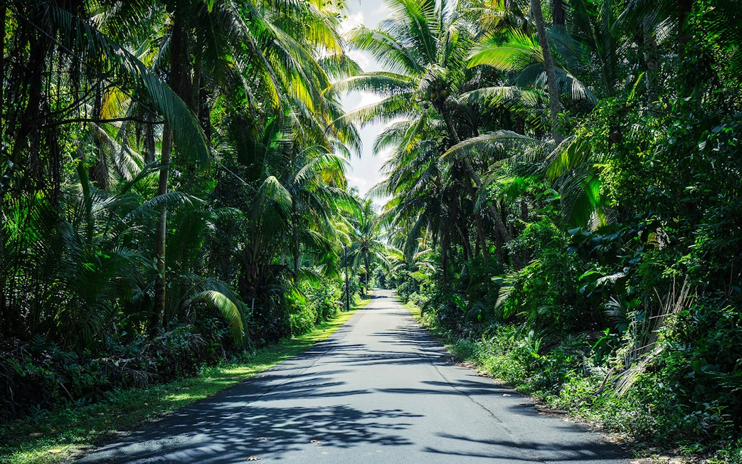 Palmtrees lining the road to Hana on Maui Island, Hawaii.