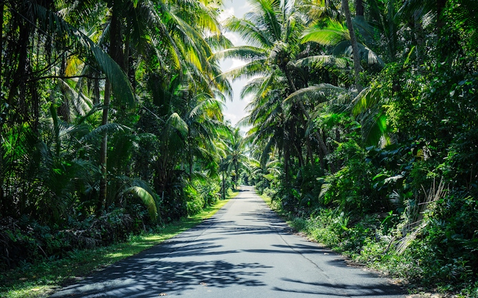 Palmtrees lining the road to Hana on Maui Island, Hawaii.