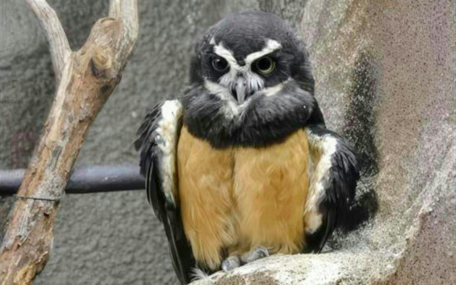 Owl perched at Tennoji Zoo, Osaka, Japan.
