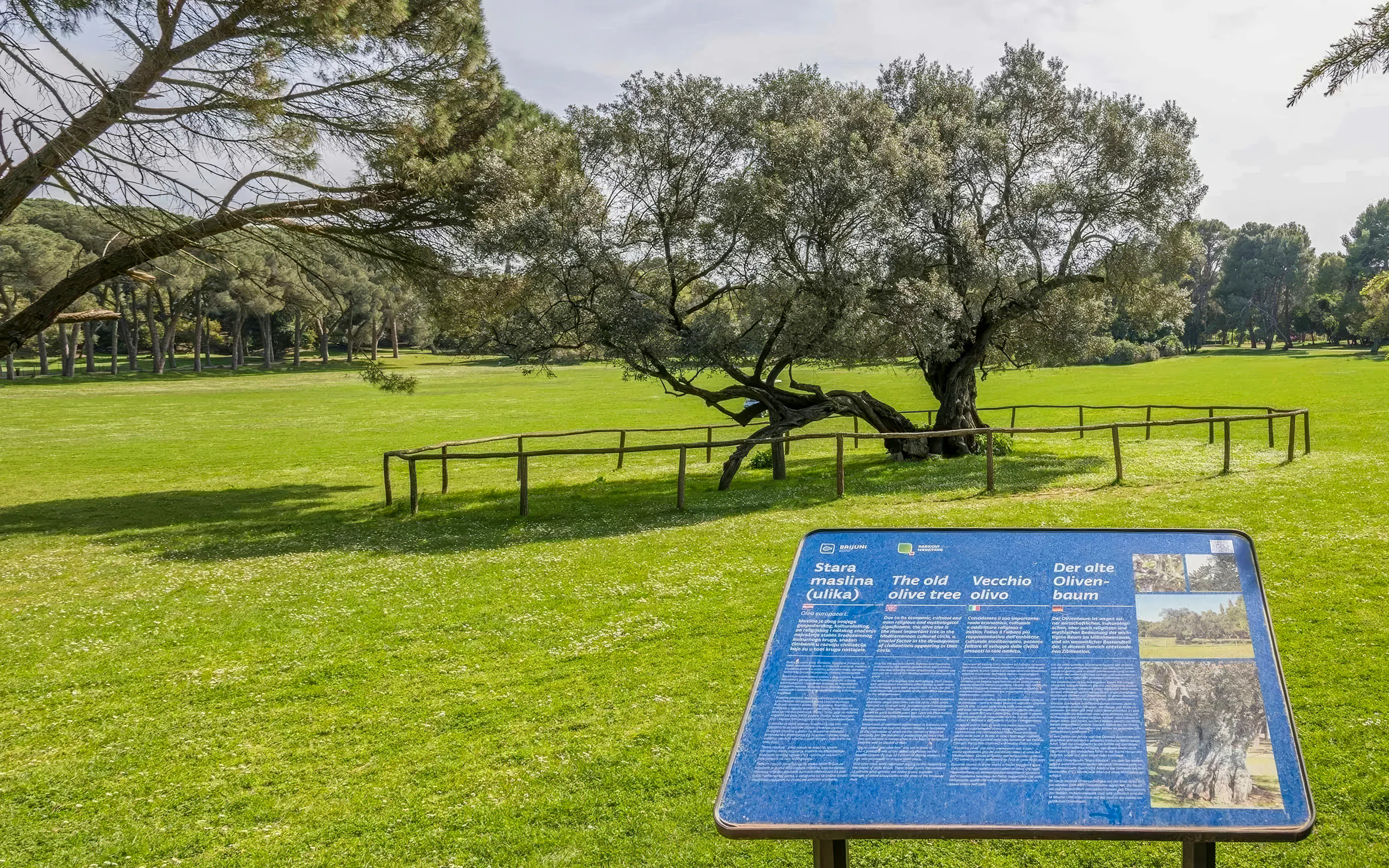 Brijuni National Park's ancient olive tree with informational sign in Fažana.