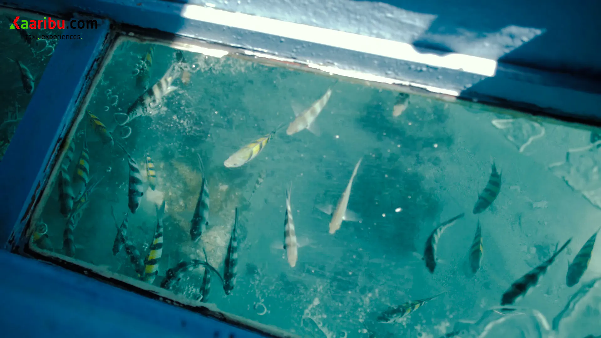 Glass-bottom boat view of tropical fish near Robinson Island, Diani Beach.