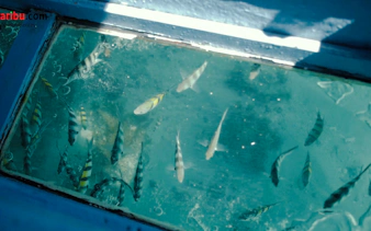 Glass-bottom boat view of tropical fish near Robinson Island, Diani Beach.