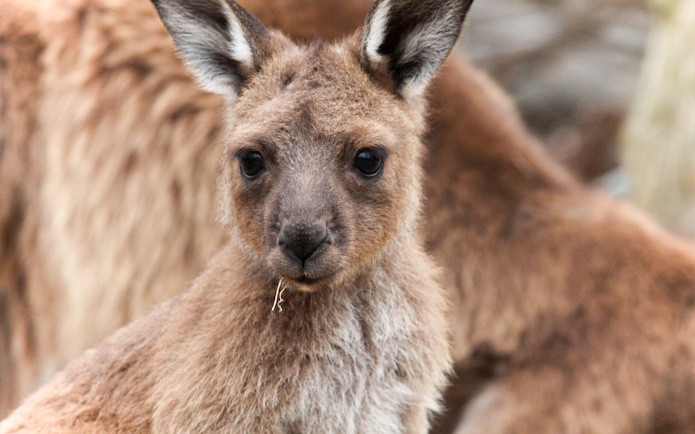Kangaroo at Moonlit Sanctuary Wildlife Park, Australia.