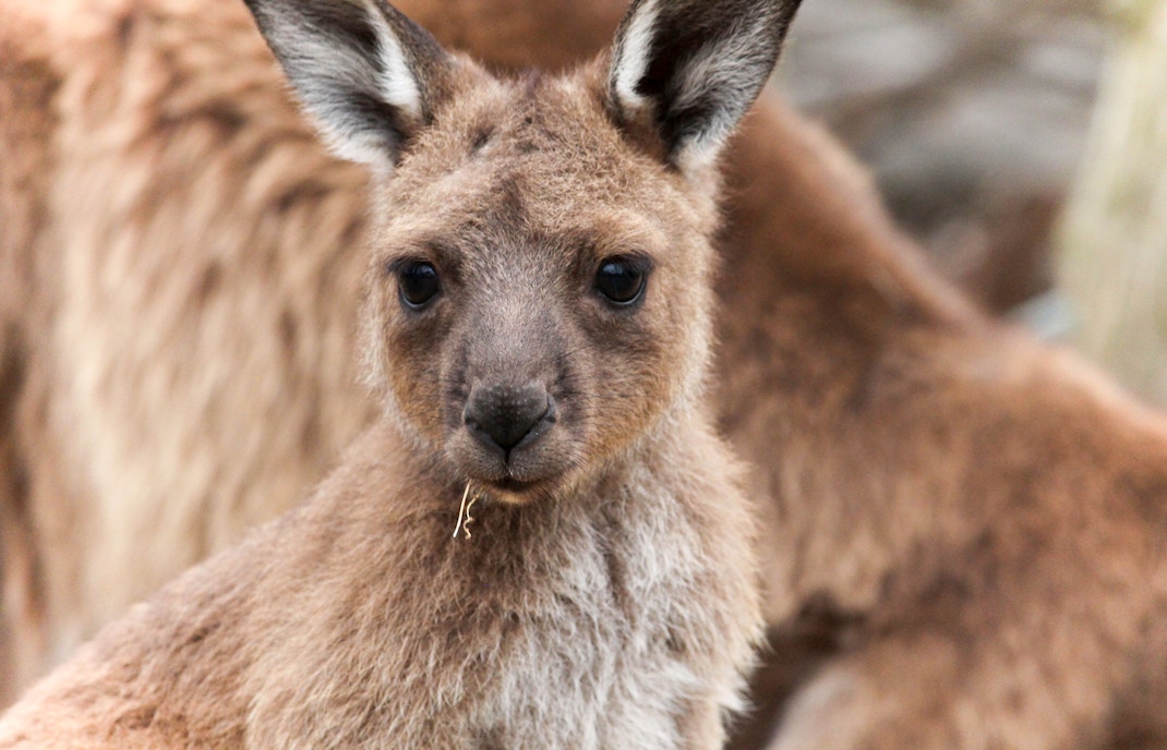 Moonlit Sanctuary Wildlife Park Admission Tickets