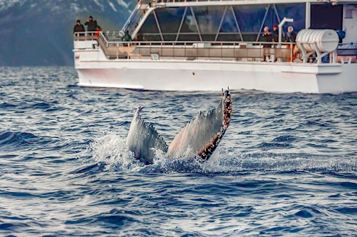 From Tromso: Whale Watching Tour on Hybrid-Electric Catamaran
