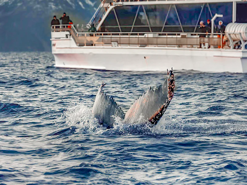 From Tromso Whale Watching Tour On Hybrid Electric Catamaran - Tromsø