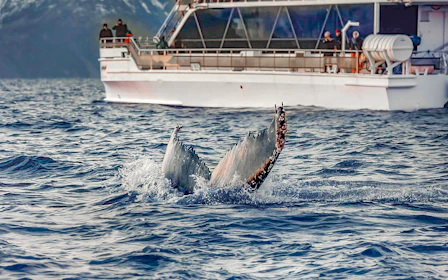 From Tromso: Whale Watching Tour on Hybrid-Electric Catamaran