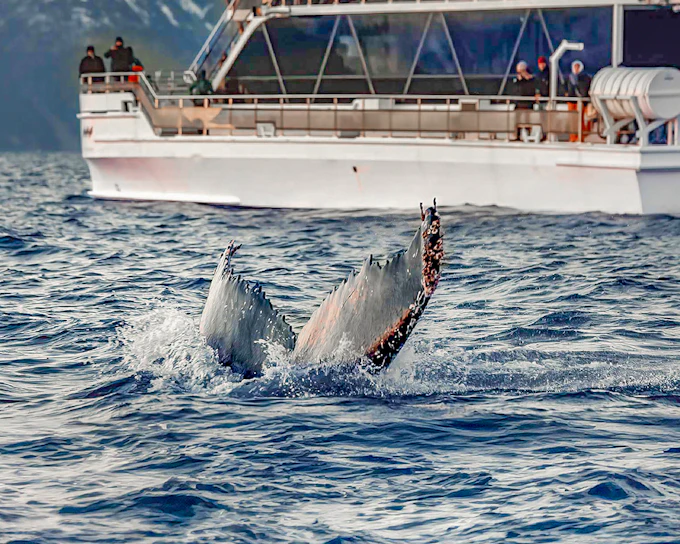 From Tromso: Whale Watching Tour on Hybrid-Electric Catamaran