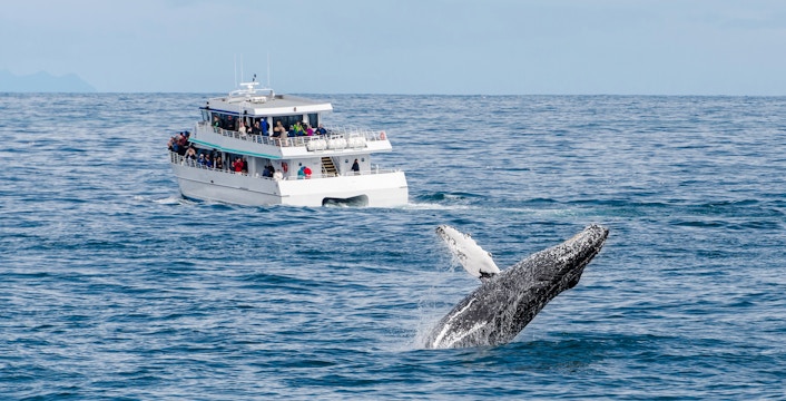 Whale breaching near tour boat during whale watching tour.