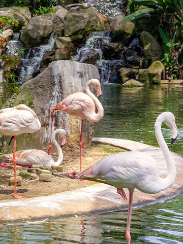 Flamingos by a waterfall at Kuala Lumpur Bird Park.