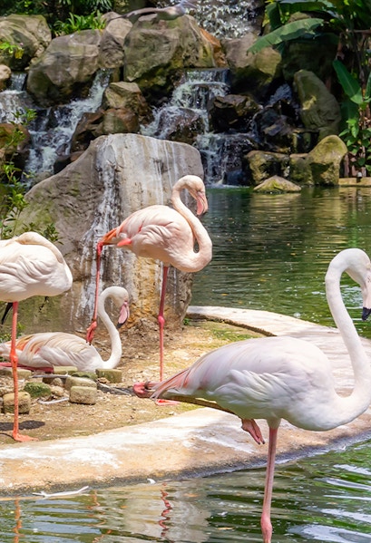 Flamingos by a waterfall at Kuala Lumpur Bird Park.