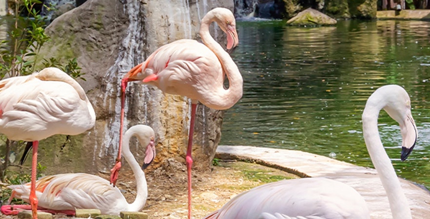 Parco degli uccelli di Kuala Lumpur