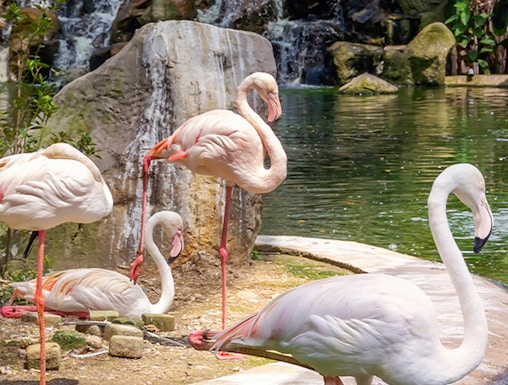 Flamingos by a waterfall at Kuala Lumpur Bird Park.