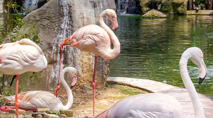 Flamingos by a waterfall at Kuala Lumpur Bird Park.